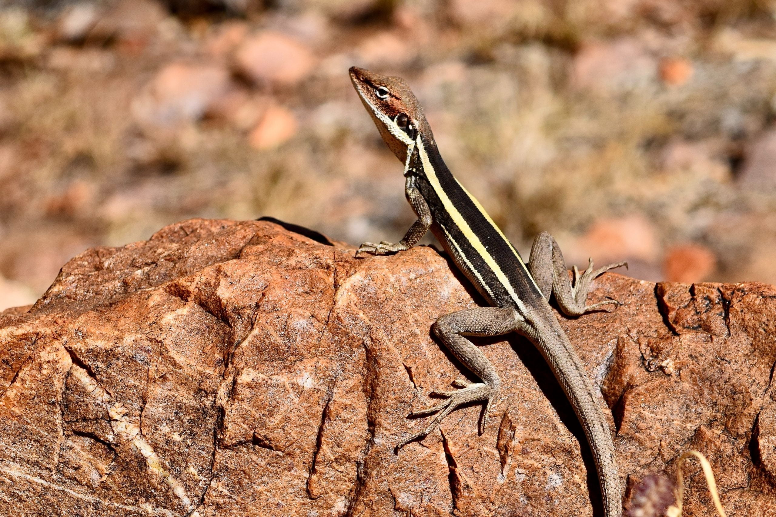 Alice Springs hotels