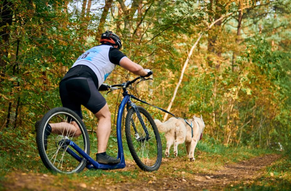 Steppen met je hond