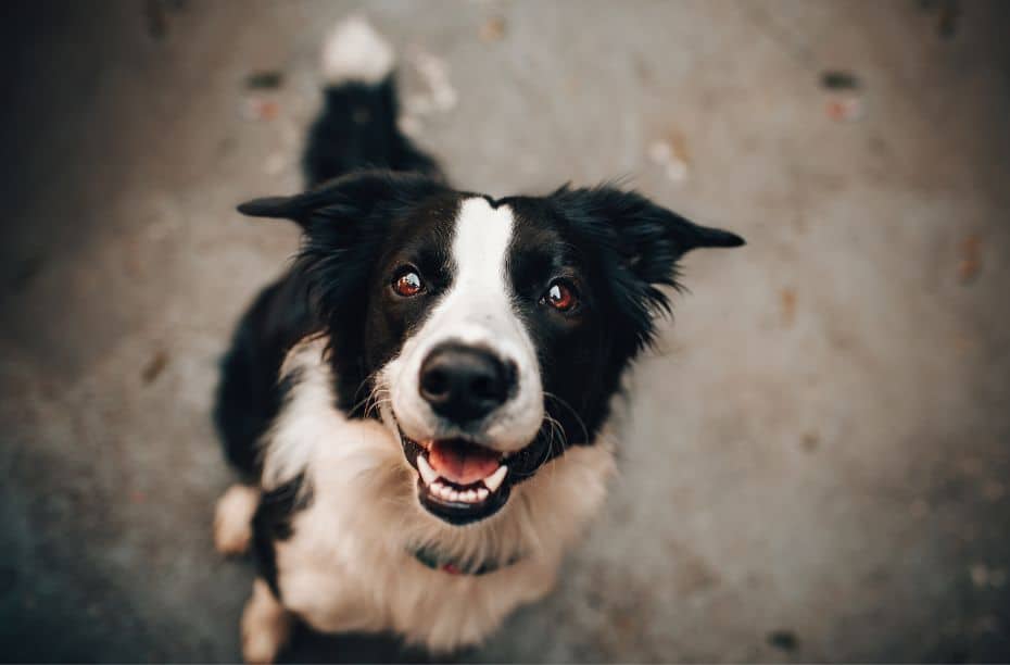 Dog with a mission
