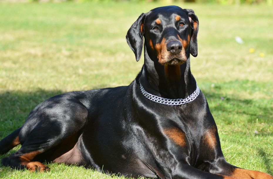 Schapenvet voor honden