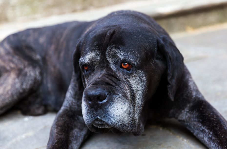 glucosamine voor de hond