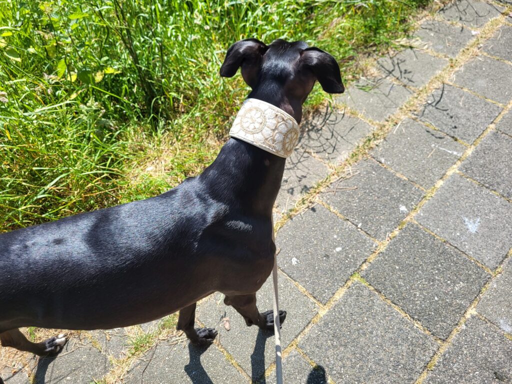 Hond laten aankomen