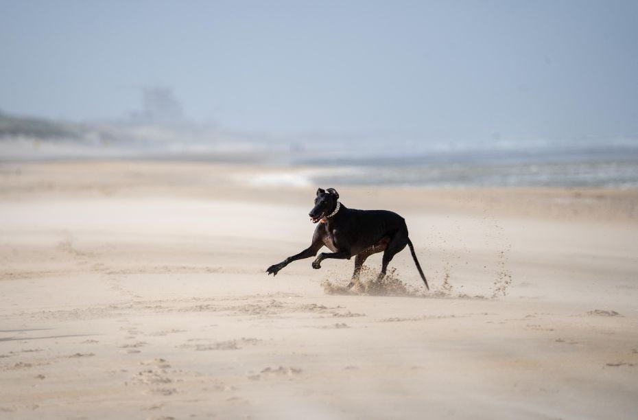 Losloopgebieden voor honden